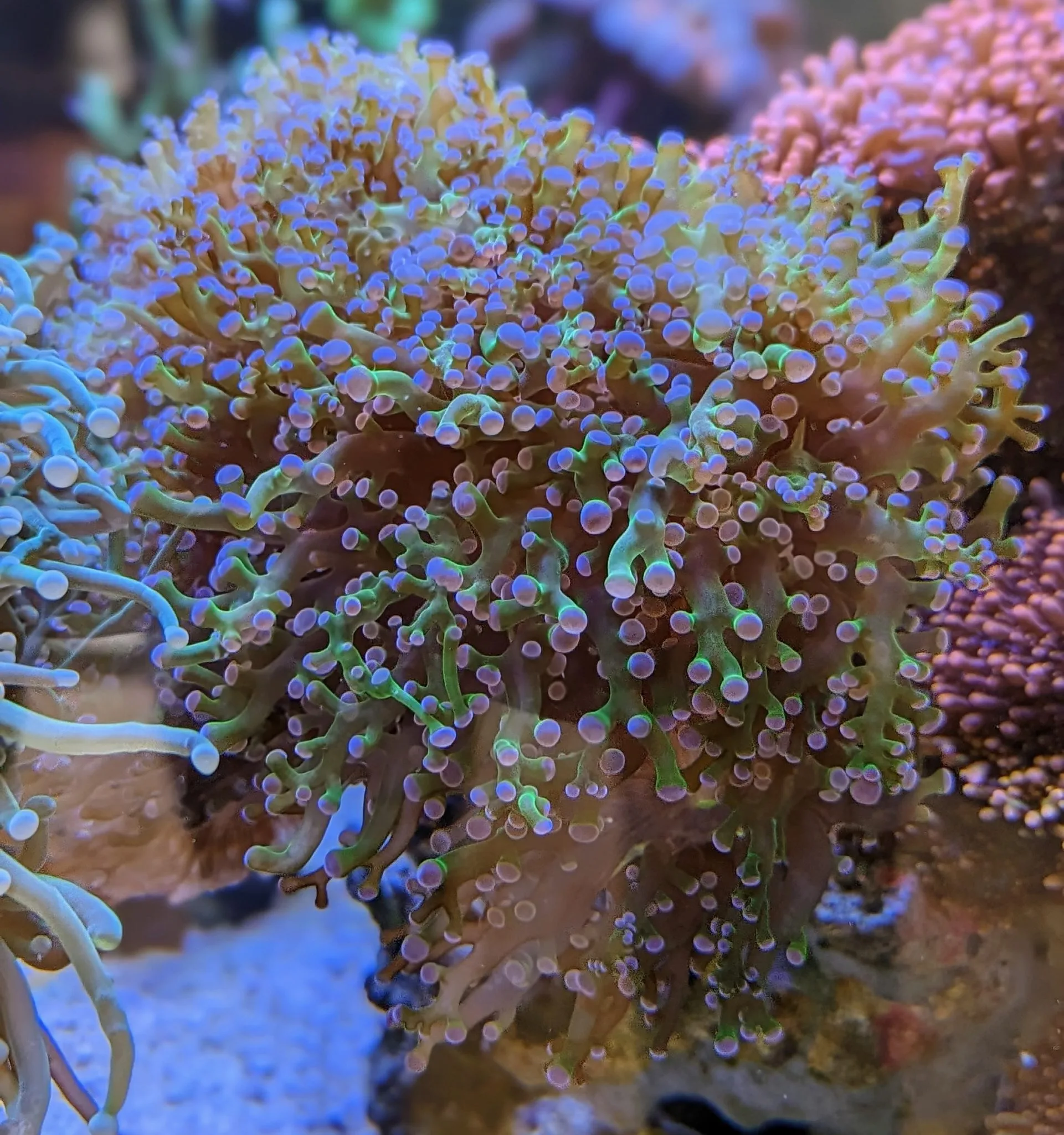 Euphyllia divisa Bicolor